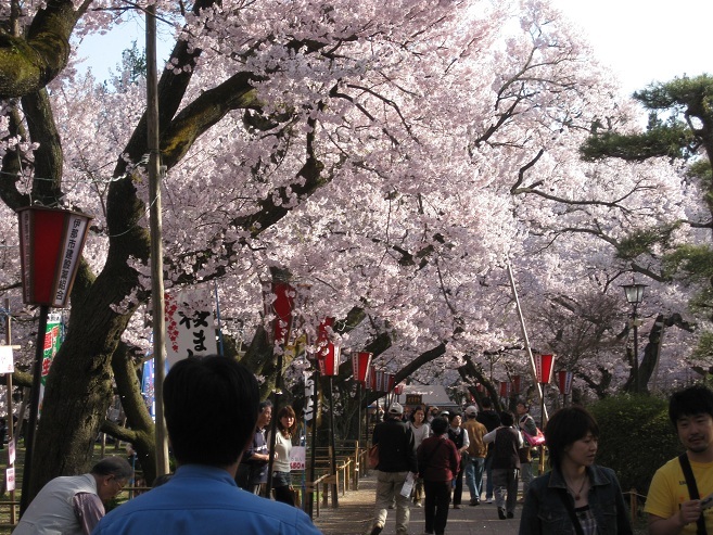 桜のこと　その2_f0224736_11394739.jpg