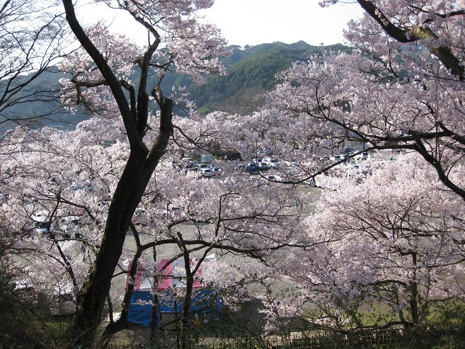 桜のこと　その2_f0224736_114076.jpg