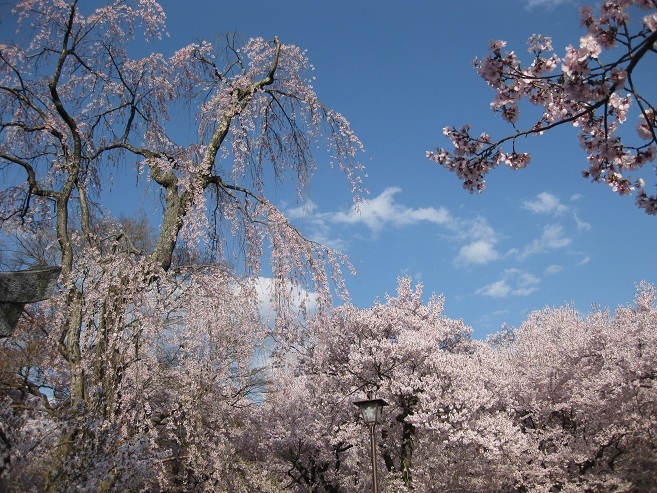 桜のこと　その2_f0224736_11412324.jpg