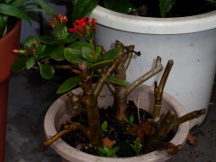 c0097838_2234287.jpg