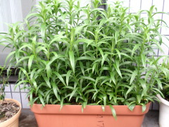 c0097838_224693.jpg