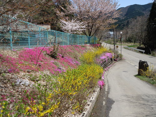 善勝寺の桜_a0055650_1631564.jpg