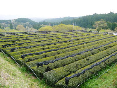 菊池水源茶_a0254656_16462278.jpg