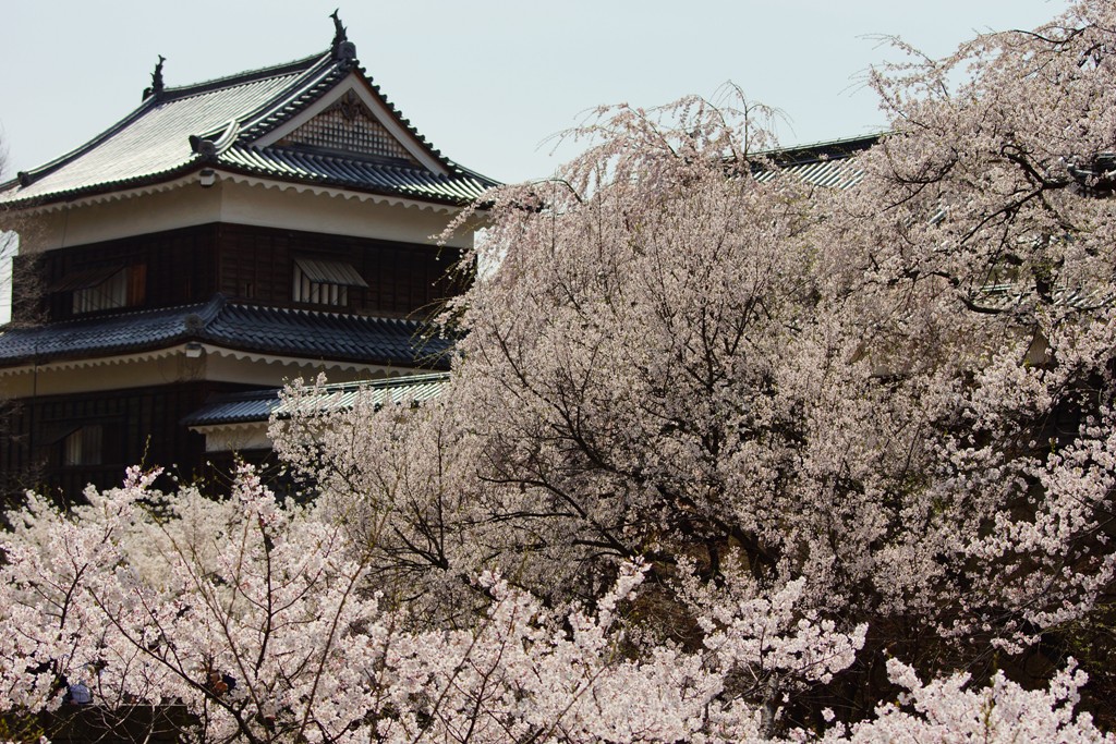 cherry blossom (上田城跡公園の桜）_e0223456_1765152.jpg