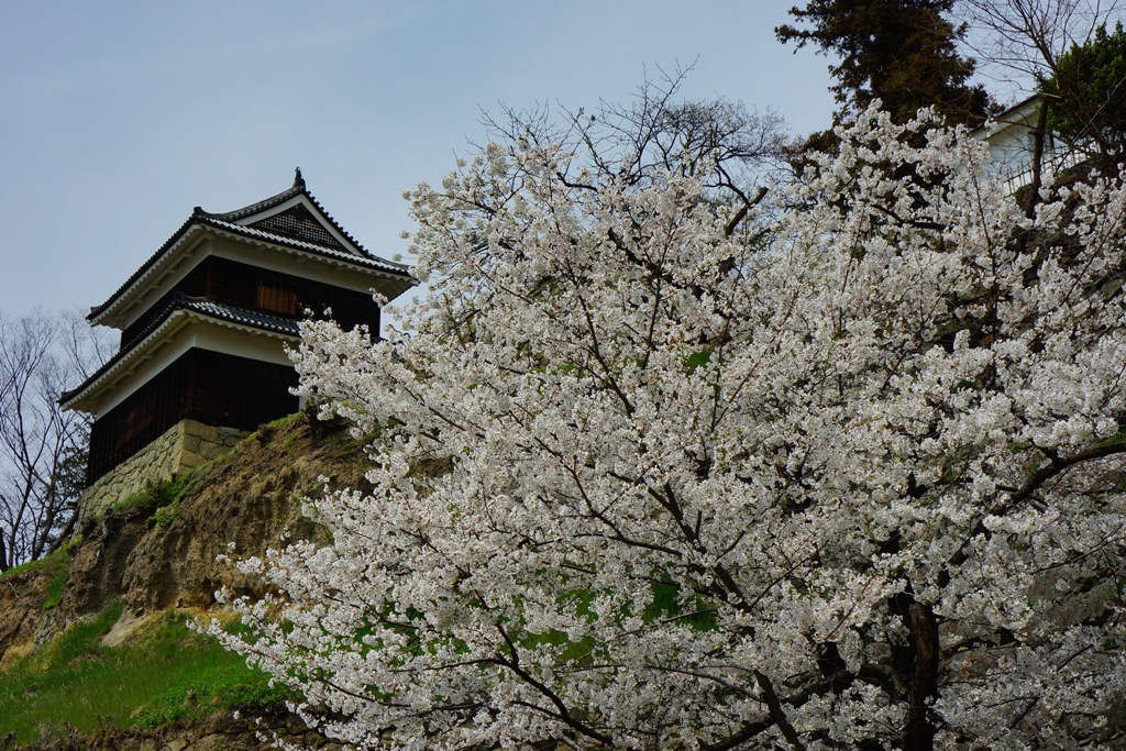 cherry blossom (上田城跡公園の桜）_e0223456_905641.jpg