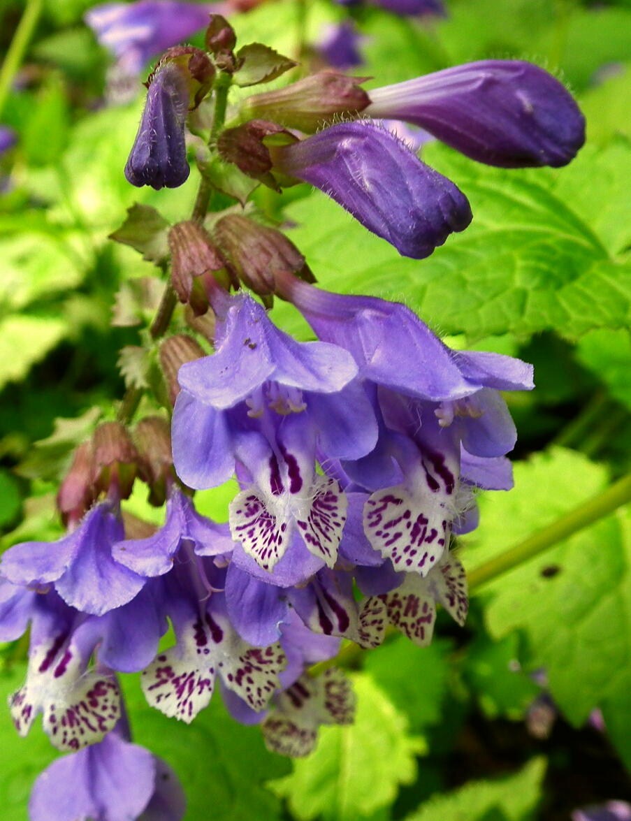 最大級のシソ科の花 羅生門蔓 ナイル商会