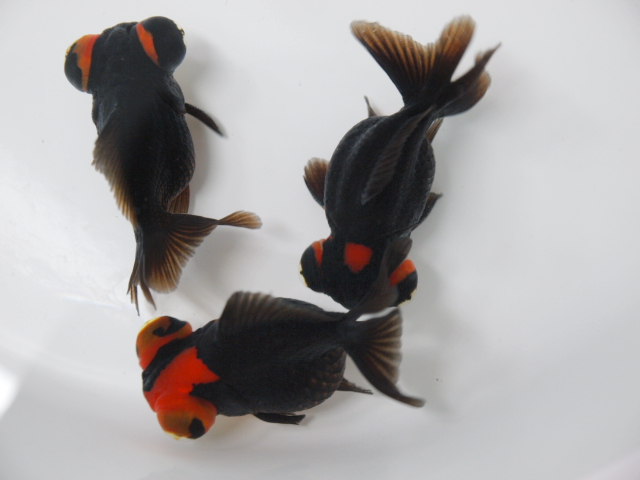 中国金魚 大森町水族館