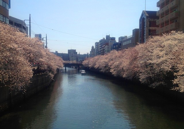 ＜2012年4月＞待ちに待った2012満開桜、旧友・家族と楽しんだ春爛漫(後編)_c0119160_21272796.jpg