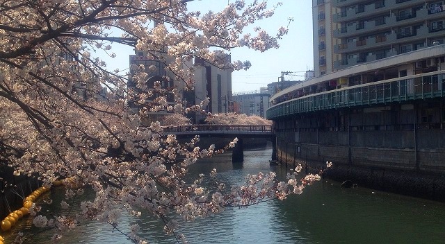 ＜2012年4月＞待ちに待った2012満開桜、旧友・家族と楽しんだ春爛漫(後編)_c0119160_21544741.jpg