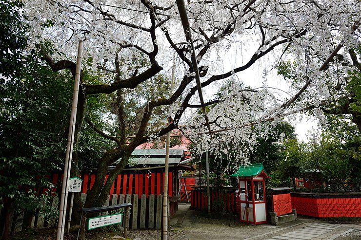 車折神社 ~桜~_f0222161_13215763.jpg