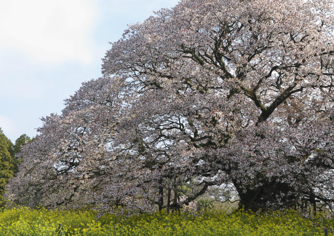 吉高の大桜　４_f0018464_2025041.jpg