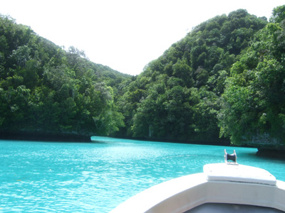 カンムリブダイの産卵☆ PALAU_e0184067_71144.jpg