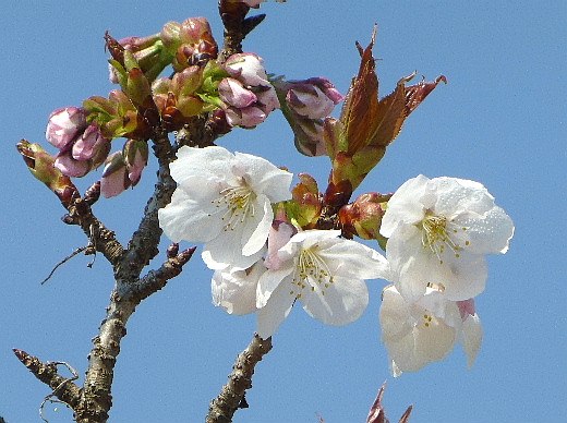 春爛漫の京都（五）　仁和寺の桜_d0084473_20144396.jpg