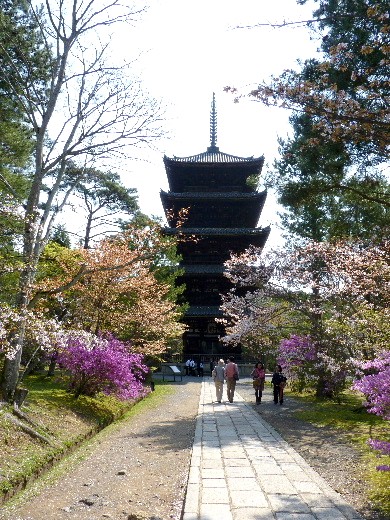 春爛漫の京都（五）　仁和寺の桜_d0084473_20153036.jpg