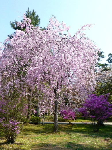 春爛漫の京都（五）　仁和寺の桜_d0084473_20154537.jpg