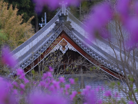 趣味の写真・・・善住禅寺　　豊川市_b0105374_10103948.jpg