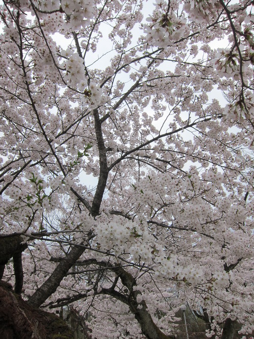 桜_a0213475_1763151.jpg