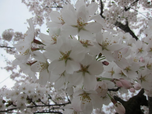 桜_a0213475_1772115.jpg