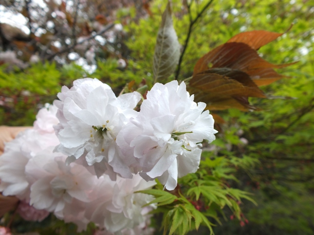 里桜・普賢象（フゲンゾウ）_e0145782_20573732.jpg