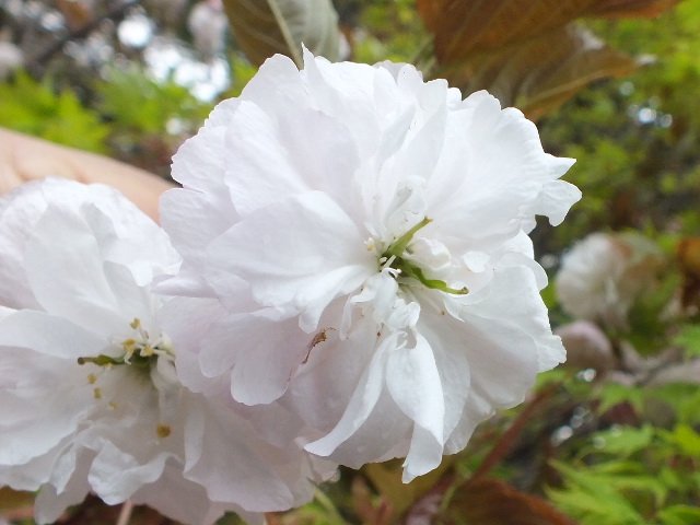 里桜・普賢象（フゲンゾウ）_e0145782_2058388.jpg