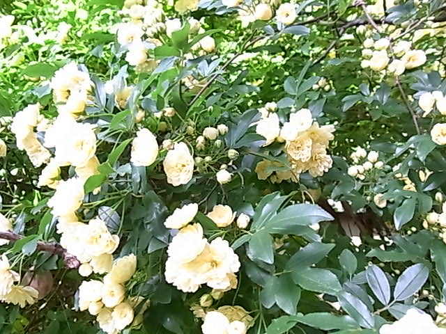 b0206784_8474870.jpg