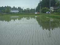 5月20日の田んぼ(上目黒小・枝野小)_d0247484_19263247.jpg