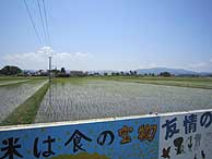 6月3日の田んぼ(上目黒小・枝野小)_d0247484_1938796.jpg