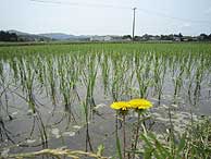 6月10日の田んぼ(上目黒小・枝野小)_d0247484_21161225.jpg