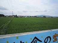 7月1日の田んぼ(上目黒小・枝野小)_d0247484_21294335.jpg
