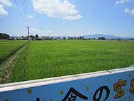 7月22日の田んぼ(上目黒小・枝野小)_d0247484_2141319.jpg
