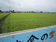 8月26日の田んぼ(上目黒小・枝野小)_d0247484_22113057.jpg