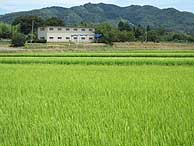 8月12日の田んぼ(上目黒小・枝野小)_d0247484_2215340.jpg