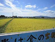 9月29日の田んぼ(上目黒小・枝野小)_d0247484_22322943.jpg