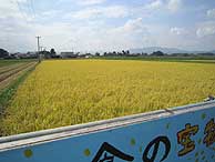 10月6日の田んぼ(上目黒小・枝野小)_d0247484_223648100.jpg