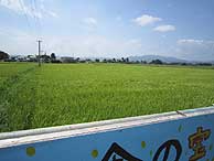 8月18日の田んぼ(上目黒小・枝野小)_d0247484_2253283.jpg