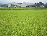 8月26日の田んぼ(上目黒小・枝野小)_d0247484_2293311.jpg
