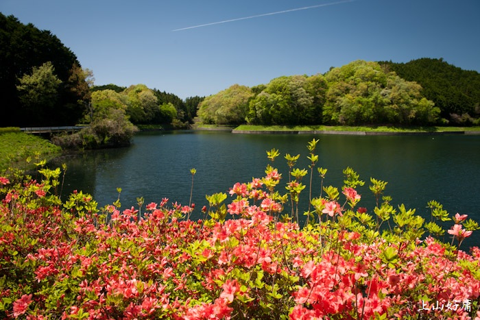 屏風岩の桜_e0092186_19264514.jpg