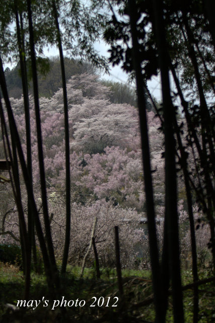 桜　vol.10_c0232987_17313492.jpg