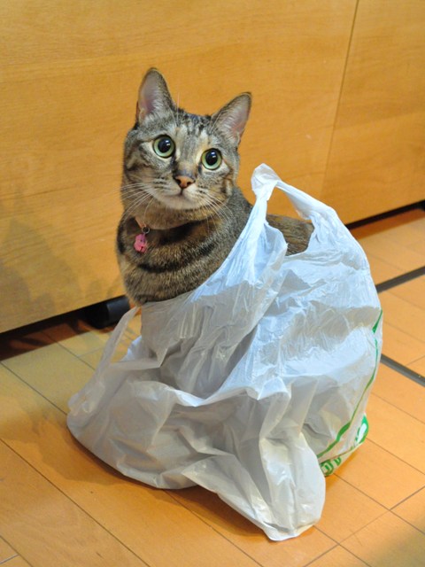 猫袋_a0126590_0431981.jpg