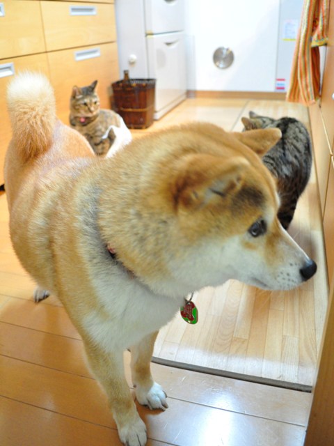 猫袋_a0126590_045797.jpg