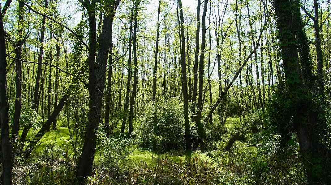 a0152692_19182267.jpg