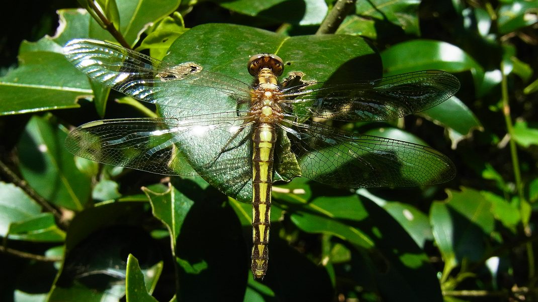 a0152692_1923638.jpg
