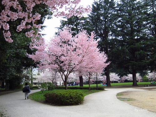 今年２度目の桜 ～ 仙台_e0210194_23464329.jpg