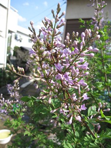 c0117898_1127750.jpg