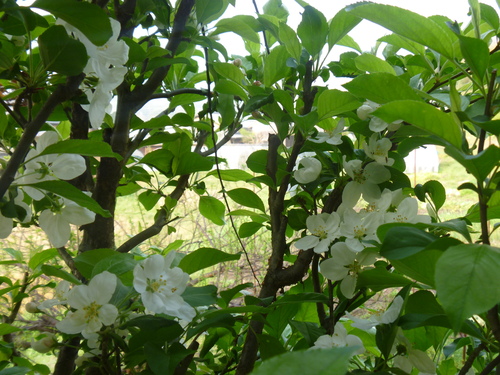 e0203499_21281.jpg