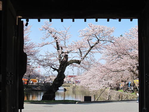 春爛漫・２０１２．４．２８・・・松が岬公園の桜・・・１_c0075701_19221145.jpg