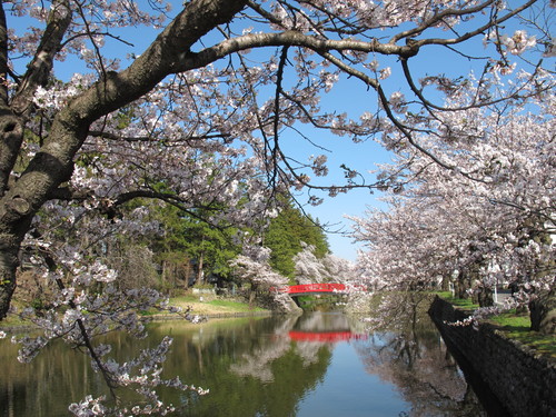 春爛漫・２０１２．４．２８・・・松が岬公園の桜・・・６_c0075701_203353.jpg