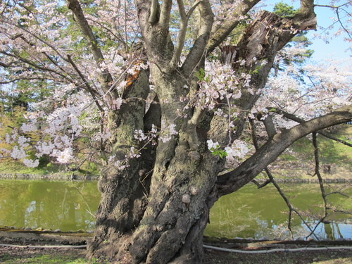 春爛漫・２０１２．４．２８・・・松が岬公園の桜・・・１３_c0075701_21211496.jpg