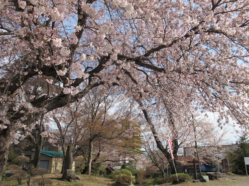 満開、佐氏泉公園の桜（２０１２年４月２８日）・・・４_c0075701_950298.jpg