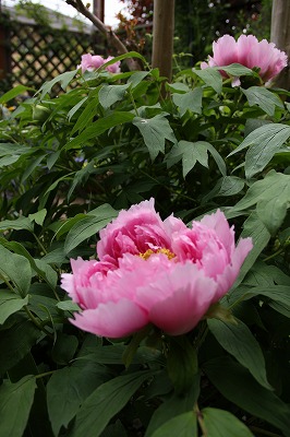 a0123003_063570.jpg